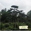 罗汉松 温江三义园艺场 种植批发 绿化乔木