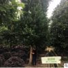 银杏树 温江三义园艺场 种植批发 绿化乔木