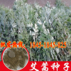 野生香艾草种子四季种植食用药用艾叶艾蒿种子五月艾斩艾种子包邮