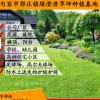 江苏绿化草坪基地批发果岭草四季青耐践踏黑麦草北方耐寒草皮现货 举报