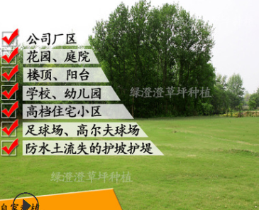 低价供应果岭草操场草坪草种四季青养护铺设批发耐践踏草坪卷草籽