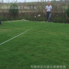 无土草坪毯 无土百慕大热销 环保无土草坪