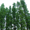 供应优质水杉，水杉供应，水杉价格，价格低规格齐全