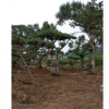 山东莱芜造型油松，黑松供应造型松