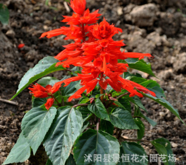 批发阳台观花盆栽一串红种子优质草花种子庭院种植花卉四季播种