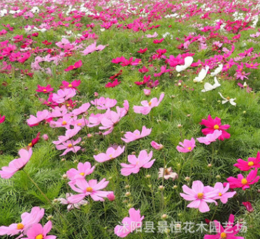 花卉种子批发野花组合种子园林美化野花组合地被花卉绿植发芽率高