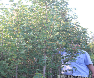 苗圃种植现挖现卖银杏树苗 品种齐全树势健壮风景树银杏树苗