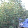 苗圃种植现挖现卖银杏树苗 品种齐全树势健壮风景树银杏树苗