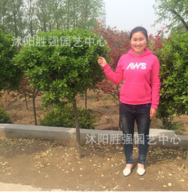 供应冬青树苗 高杆冬青树苗圆球型 绿篱 行道树