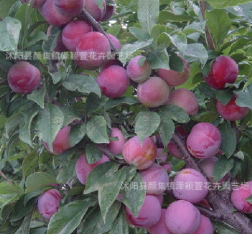 基地直销李子果树苗 嫁接脆红李子树苗 清脆爽口李子当年结果苗图3