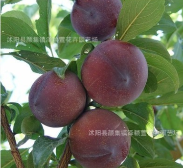 基地直销李子果树苗 嫁接脆红李子树苗 清脆爽口李子当年结果苗图2