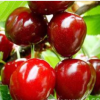 俄罗斯8号大樱桃品种，俄罗斯8号樱桃苗，个头大又甜，丰产抗寒。