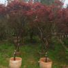 红枫，苗木基地自产自销，价格优惠，成活率高，园林工程绿植