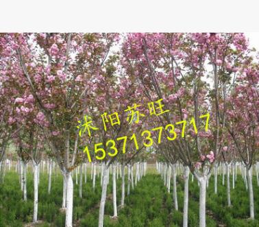 批发直销日本樱花小苗 低价出售 樱花种苗 行道树 工程绿化苗木