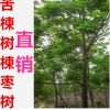 苦楝大苗 楝枣树 规格齐全 基地直销古浆树苦楝10公分粗