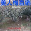 基地热销批发 优质美人梅 工程绿化苗木 美人梅小苗