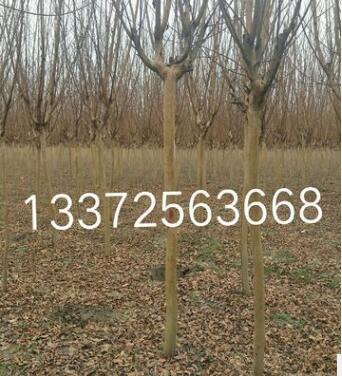 基地直销各种规格工程绿化 红火箭紫薇树品种齐全大量供应图1