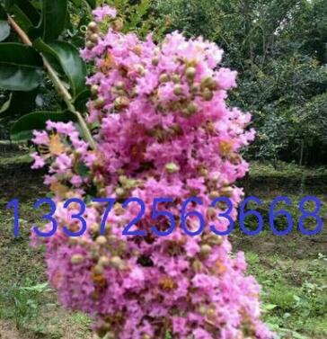 基地直销各种规格工程绿化 红火箭紫薇树品种齐全大量供应图2