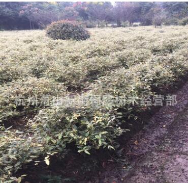 金边花叶胡颓子毛球球型绿化工程图2