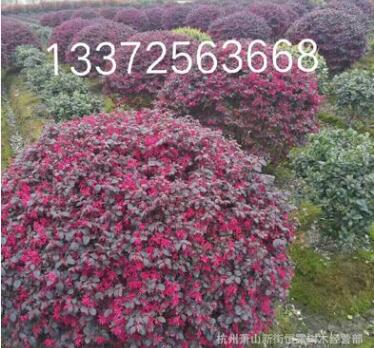 红花继木 红花继木球 工程绿化 基地直销红花继木图2