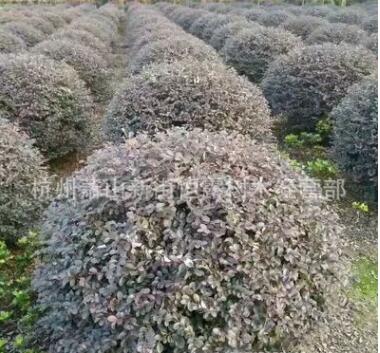 红花继木 红花继木球 工程绿化 基地直销红花继木图1