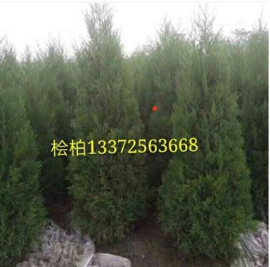 桧柏 基地直销 小龙柏 各种规格 品种齐全 洒金柏 铺地柏图3