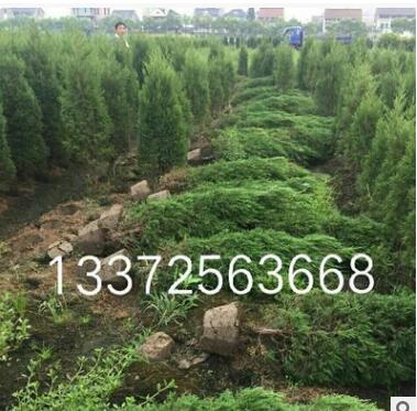 桧柏 基地直销 小龙柏 各种规格 品种齐全 洒金柏 铺地柏图1