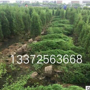 桧柏 基地直销 小龙柏 各种规格 品种齐全 洒金柏 铺地柏图2