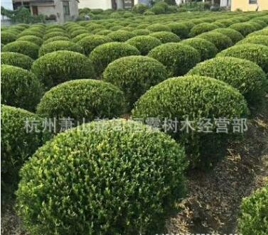 绿化 黄杨球 小叶黄杨球 瓜子黄杨球 地被绿化图3