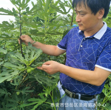 圣海园艺场基地大量批发布兰瑞克无花果苗当年结果效益可观