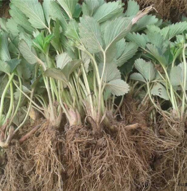 供应大棚香椿苗 高度20公分章姬草莓苗价格 批发草莓苗