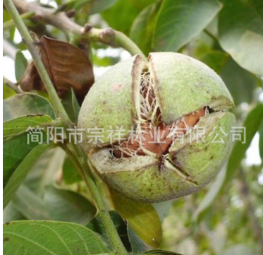 香玲核桃苗 四川基地嫁接果树苗 薄皮核桃苗 南方核桃苗