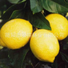 厂家提供 尤力克柠檬树苗 四川一级檬果树苗 高产优质果树苗批发