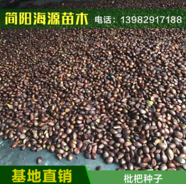 专业供应优质枇杷种子 当年采摘大五星枇杷种 高发芽率枇杷苗种