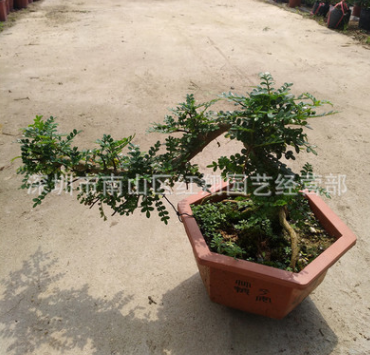 造型胡椒木清香木 广州花卉盆栽基地自产自销 清香木胡椒木