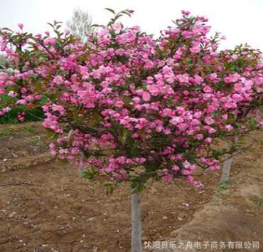 苗圃直销西府海棠小苗 根系发达 现货充足 绿化苗木 垂丝海棠树苗