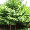 优质朴树 树苗 根系发达 绿化工程苗 规格齐全量大优惠