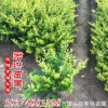 金叶女贞小毛球树苗 绿化工程苗基地直发 园林植物毛球批发