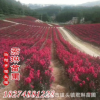 厂家直接美国三红紫薇 红火箭 美国红花紫薇批发 量大从优