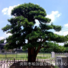 供应日本罗汉松树 15至30公分 批发3-4罗汉松 求购罗汉松