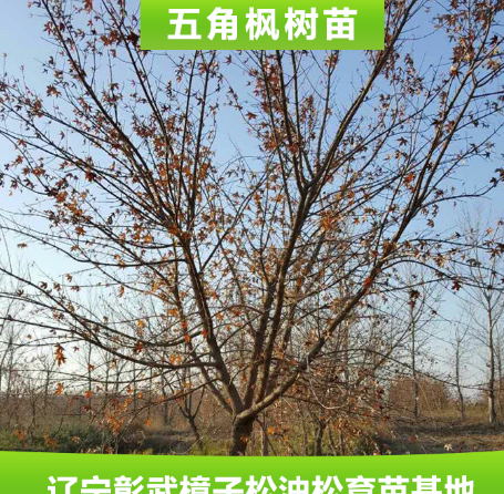 专业供应 优质五角枫树苗 多种规格 落叶性风景绿化五角枫苗