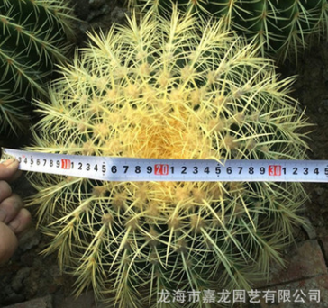 特大金琥黄刺金虎宽度30cm建设沙漠多肉科普展示沙生植物仙人球