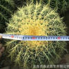 特大金琥黄刺金虎宽度30cm建设沙漠多肉科普展示沙生植物仙人球