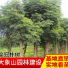 供应全冠树形饱满朴树 朴树规格齐全 苗木绿化工程全冠朴树批发