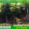 基地批发多杆香樟树湖南常绿乔木行道树种植公园小区绿化苗木