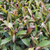 攸县新兰苗木大量供应杜英树苗 杜英小苗