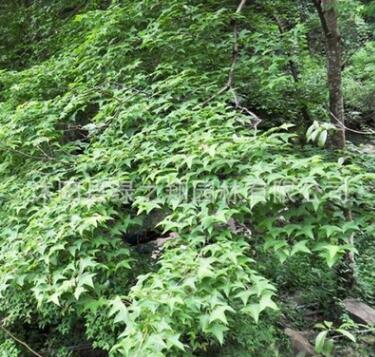 枫香树苗批发道路风景树 园林工程绿化苗木北美枫香苗树形优美