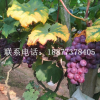 出售2年－4年结果葡萄树 巨峰葡萄结果树 夏黑葡萄结果树