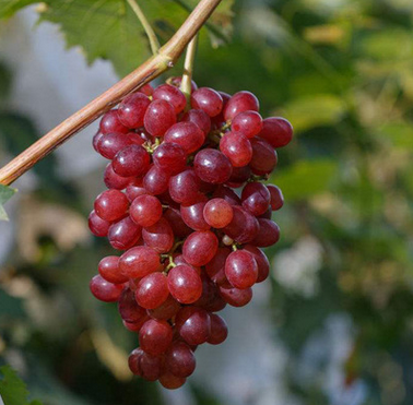 基地出售扦插早熟红巴拉多葡萄苗成活高南北方种植葡萄树