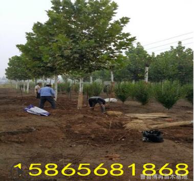 25公分是速生法桐是苗木图2